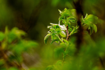 green leaves of tree
