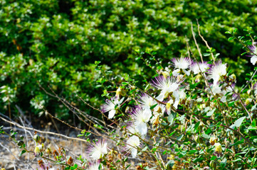 Myrtle Bush strewn with white flowers with pink stamens on the island of Cyprus
