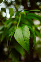 green leaves of tree