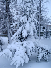 frost