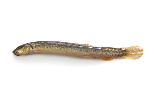 japanese dojo loach fish