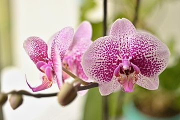 Indoor Orchid.