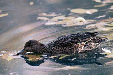 Yellow leaves in square, public garden. European tea, (Anas crecca, female)
