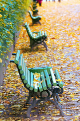 Falling leaves. Autumn in city Park in yellow leaves