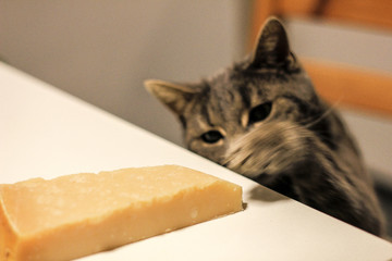Katze will den Parmesan essen