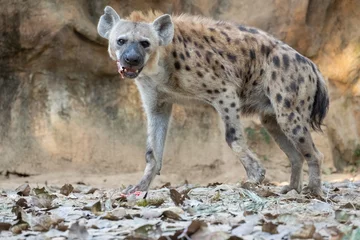 Muurstickers gevlekte hyena © J.NATAYO
