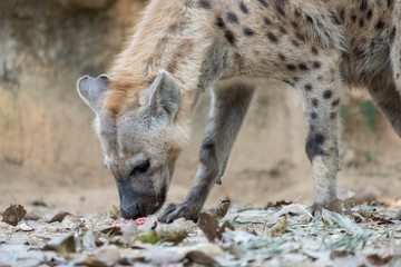 spotted hyena