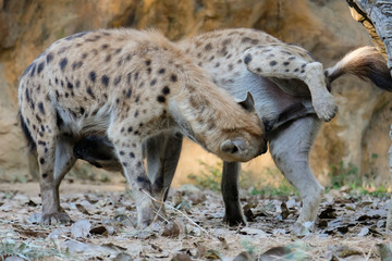 Obraz na płótnie Canvas spotted hyena