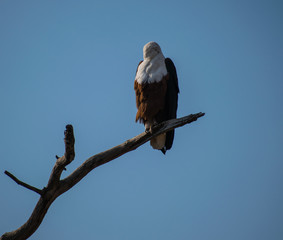 Head Less African Fish Eagle as it is looking behind and preening its back 