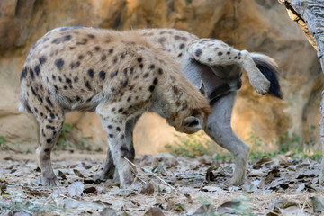spotted hyena