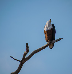 African Fish Eagle Calling 
