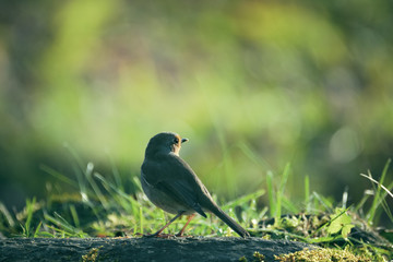 rouge-gorge