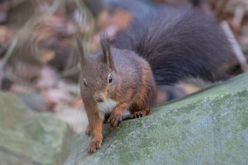 Eichhörnchen © ulikloes