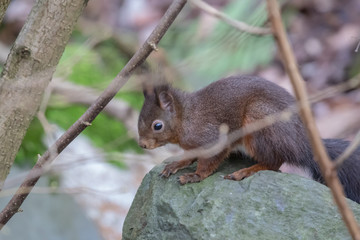Eichhörnchen © ulikloes