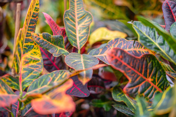 background of green and red leaves of croton © klavdiyav