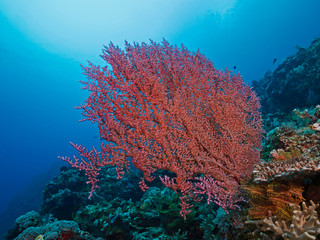 Underwater photography of a gorgonian coral in the tropical reef.