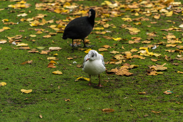 Seagull on the grass field