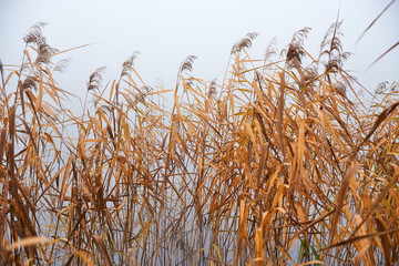 Reed near the lake, misty autumn.