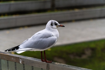 Seagull on the fence