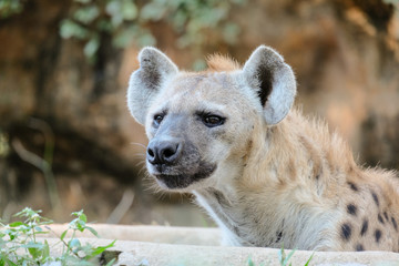Behavior of spotted hyena