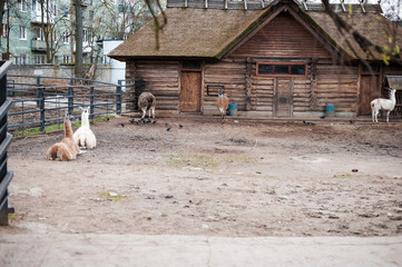 Lamas live in their aviary in an outdoor zoo