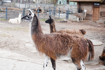 Lamas live in their aviary in an outdoor zoo