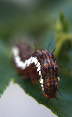 oruga , caterpillar