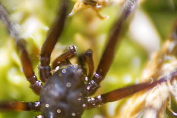 Wolf spider (Lycosidae) on green moss