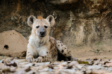 Behavior of spotted hyena