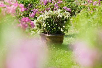 Fototapeta na wymiar bougainvillea flowers in pot at garden