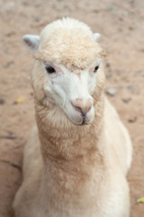 Alpaca