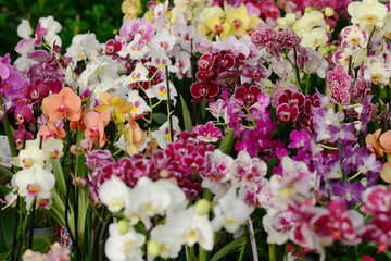  orchids in the store of plants of different colors and varieties selling flowers in pots grow orchids care arangery shop - obrazy, fototapety, plakaty