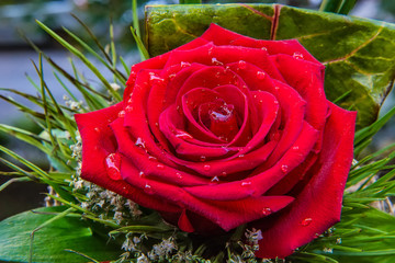 Naklejka premium Red rose with water drops 