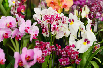  orchids in the store of plants of different colors and varieties selling flowers in pots grow orchids care arangery shop