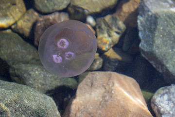 jellyfish and stones in the water