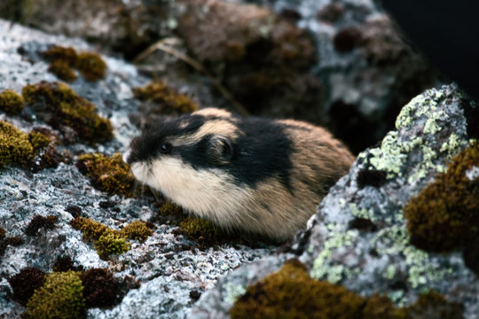 Lemming White Images – Browse 602 Stock Photos, Vectors, and Video