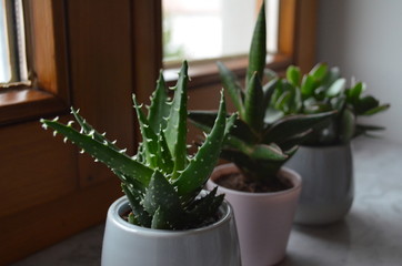 indoor decoartion ideas, different cactuses on a windowsill