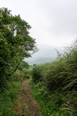 Hidden way in the jungle surrounded by green vegetation