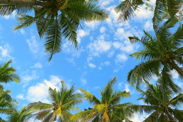 Fototapety  Bottom view of palm trees tropical forest at blue sky background