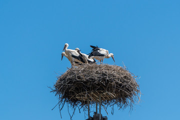 White storks on the nest