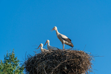 White storks on the nest