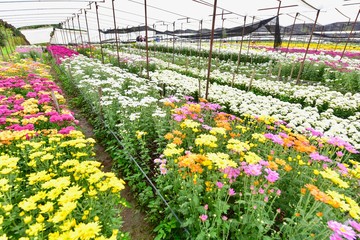 Colourful Chrysanthemum Flowers at a Farm in Saraburi, Thailand