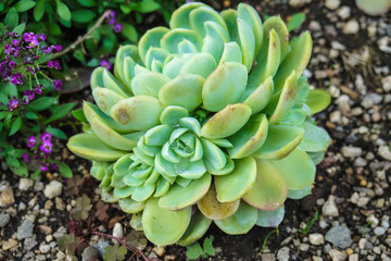 Beautiful Echeverias in stone garden
