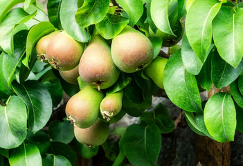  Close-up espalier pear tree