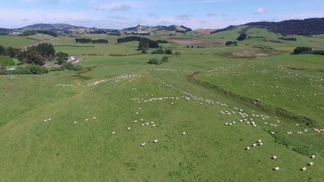 sch&auml;fer in neuseeland