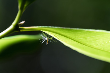 feuille et nature délicate