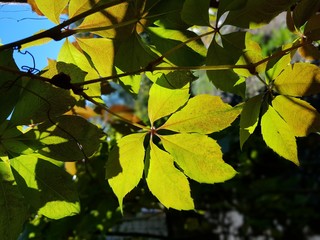 Summer or spring season background with vine leaves in the vineyard and sun rays