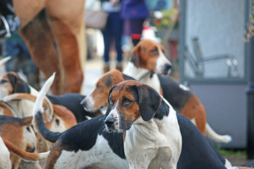 Pack de chasse Foxhound