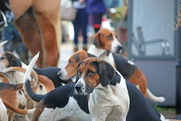 Fototapete Jagd Foxhound hunt pack