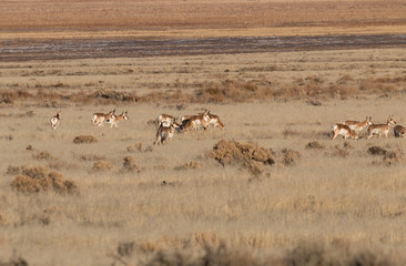 Herd of Pronghorn Antelope 